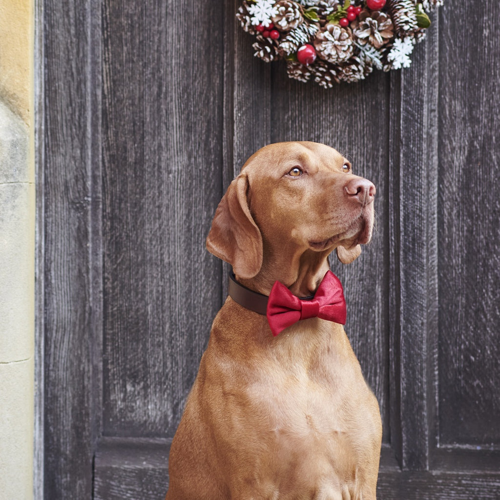 Rudie's Bow-Wow Christmas Bundle