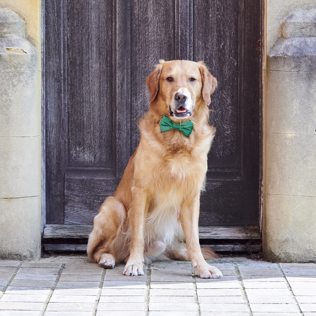 Christmas Dog Bow Tie From Sweet William