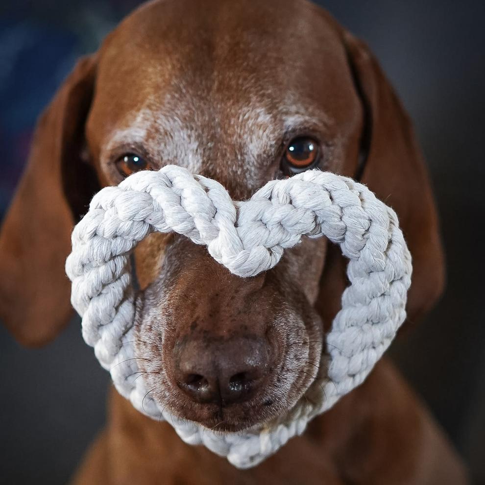 Heart Chew Toy By Border Loves