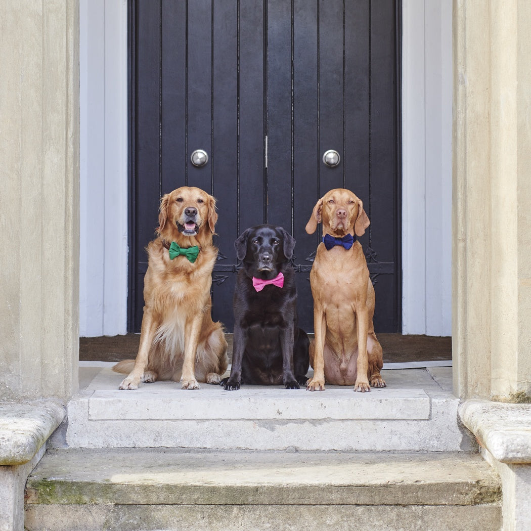 Christmas Dog Bow Tie From Sweet William