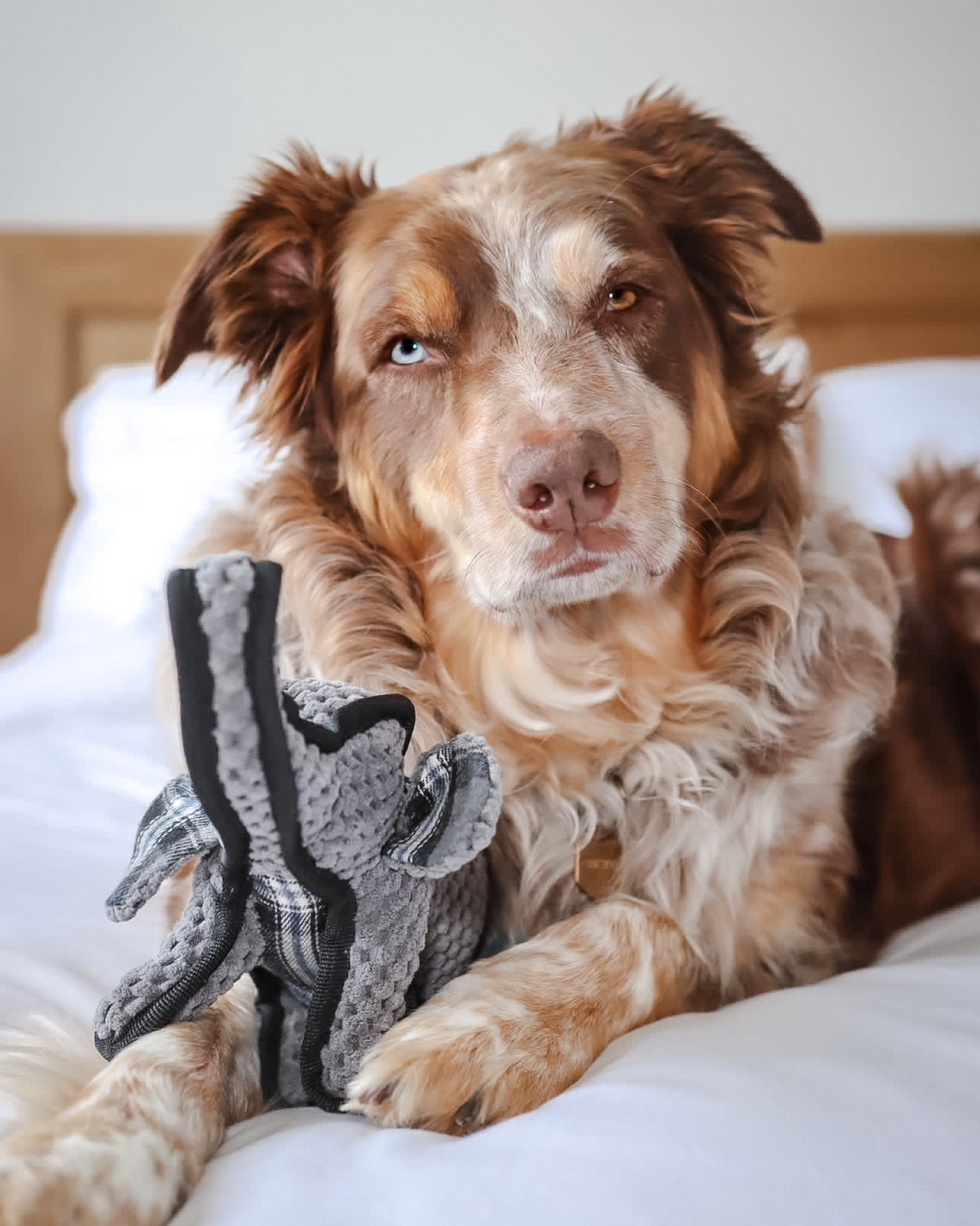 Tuffy the Elephant By Border Loves